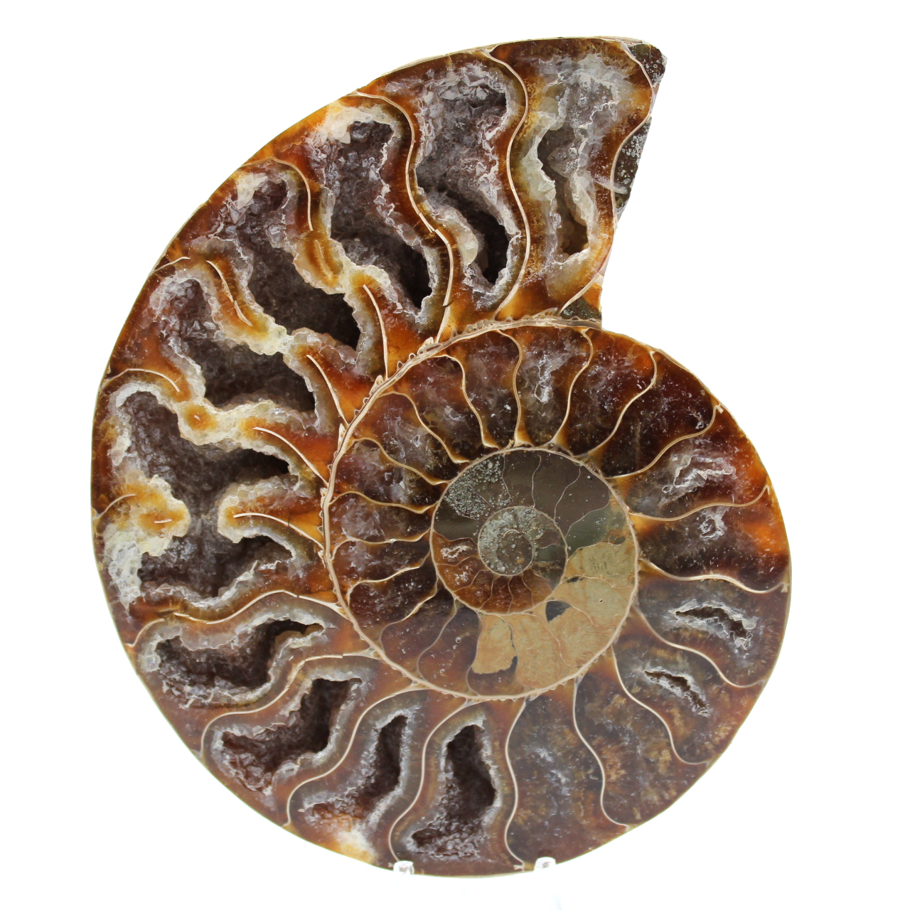 Ammonite fossilisée