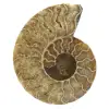 Ammonite polie - 0