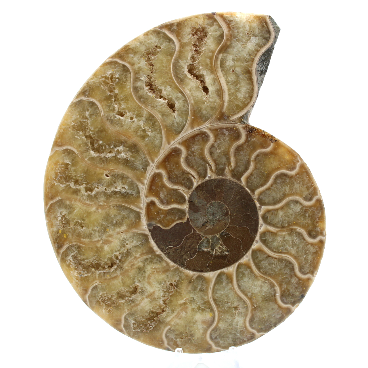 Ammonite polie