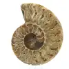 Ammonite fossilisée polie - 0