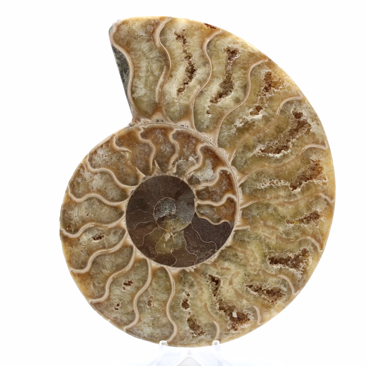Ammonite fossilisée polie