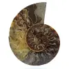 Ammonite sciée polie - 0
