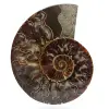 Ammonite de Madagascar - 0