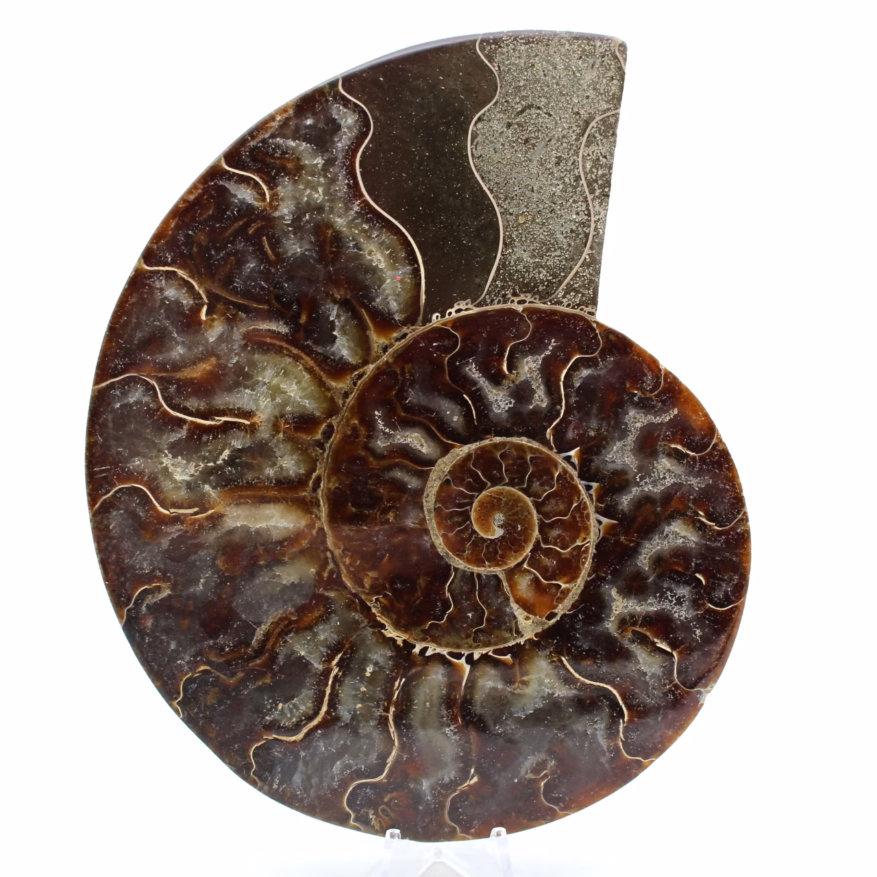 Ammonite de Madagascar
