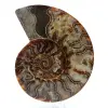 Ammonite fossile de Madagascar - 0