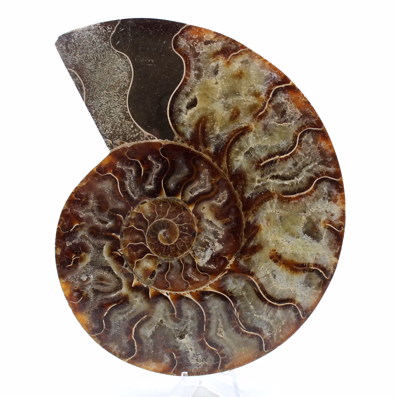 Ammonite fossile de Madagascar