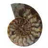 Ammonite naturelle fossile - 0