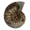 Ammonite naturelle de madagascar - 0