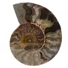 Fossile d'ammonite poli - 0