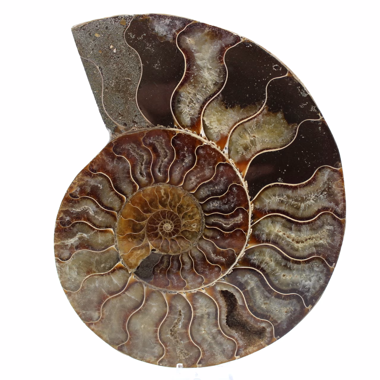 Fossile d'ammonite poli