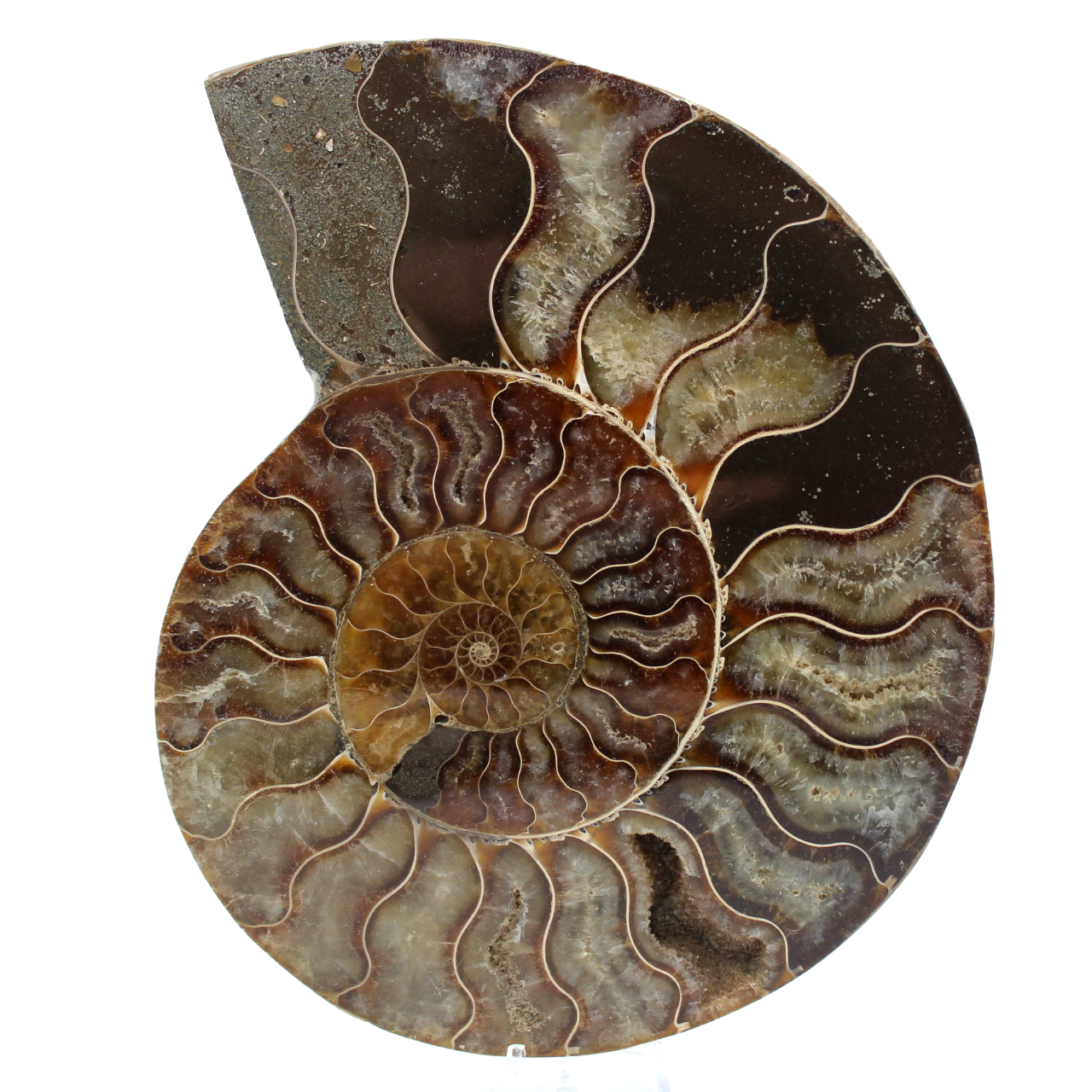 Fossile d'ammonite poli