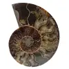 Ammonite fossile polie de Madagascar - 0