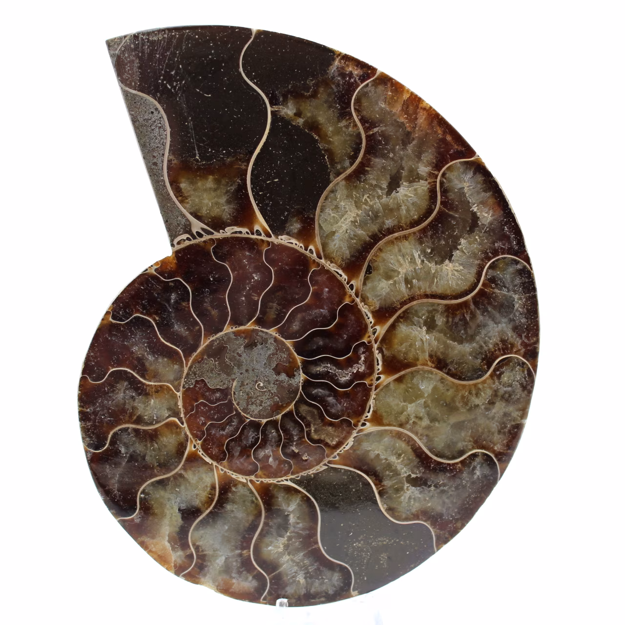 Ammonite fossile polie de Madagascar