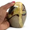 Septaria poli - 0