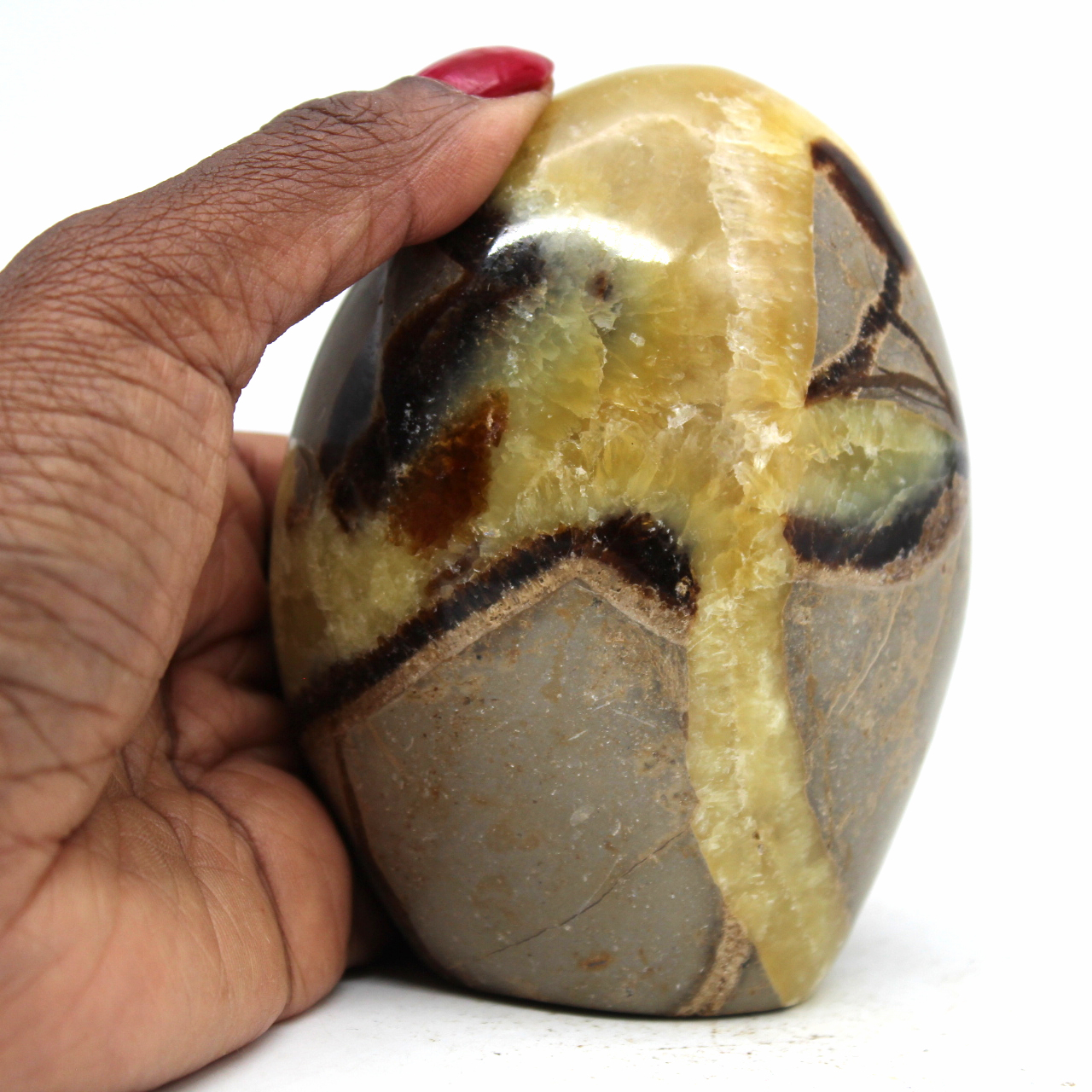 Septaria poli