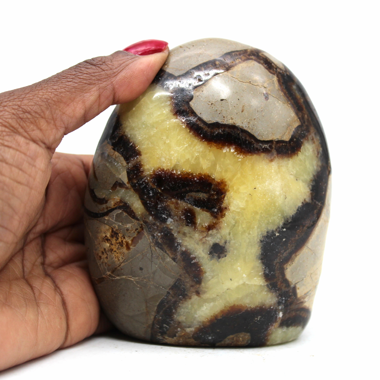 Septaria naturel de collection