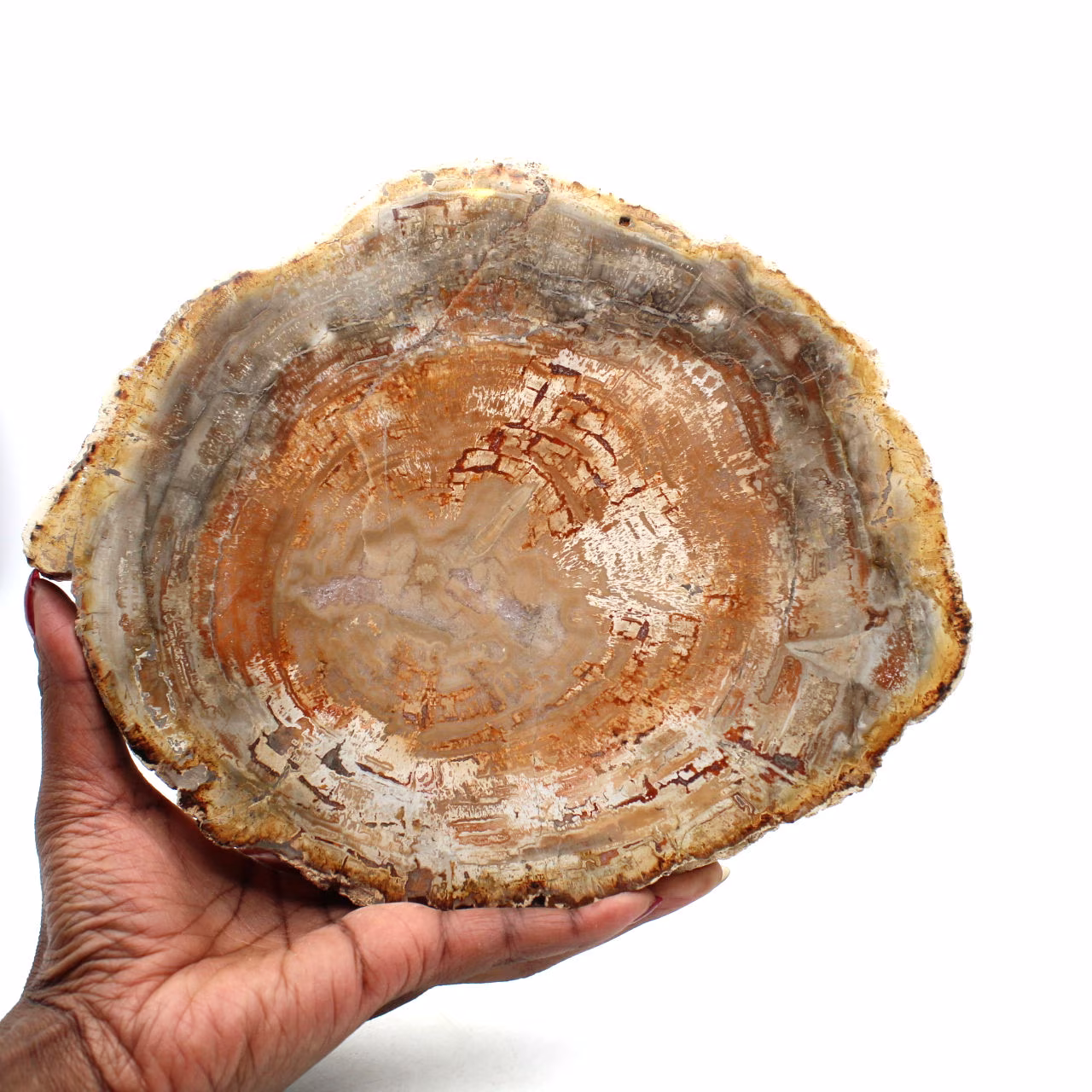 Bois pétrifié naturel