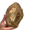 Tranche de bois fossilisé de madagascar - 0