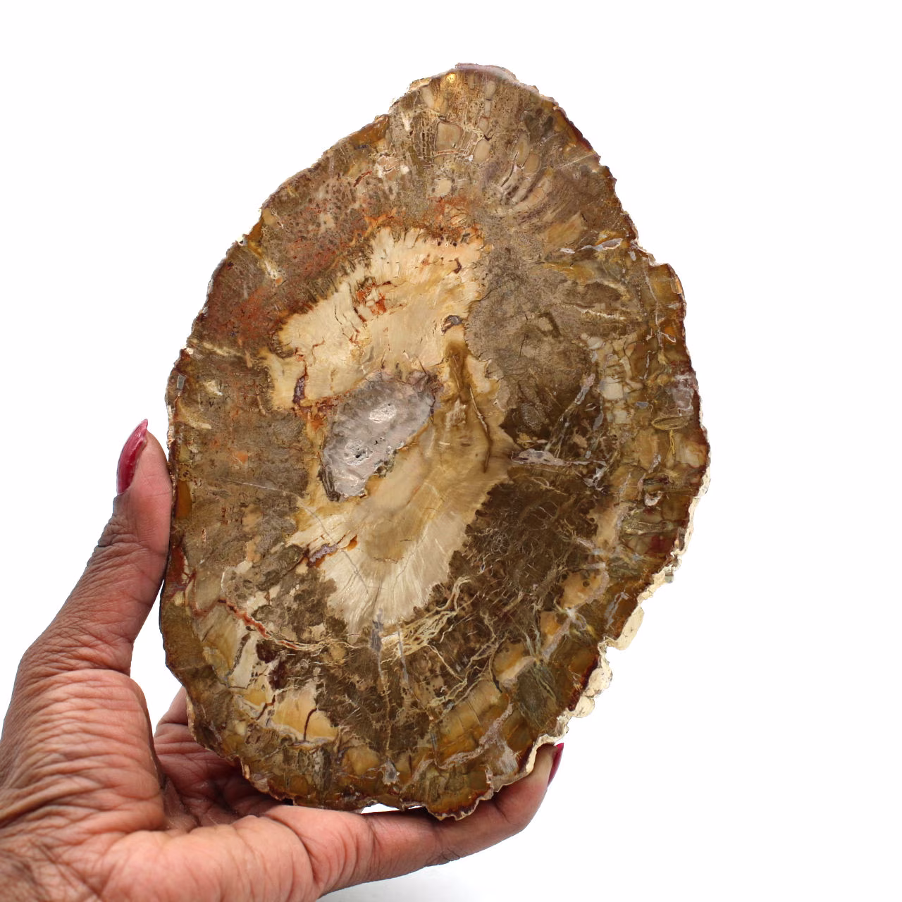 Tranche de bois fossilisé de madagascar