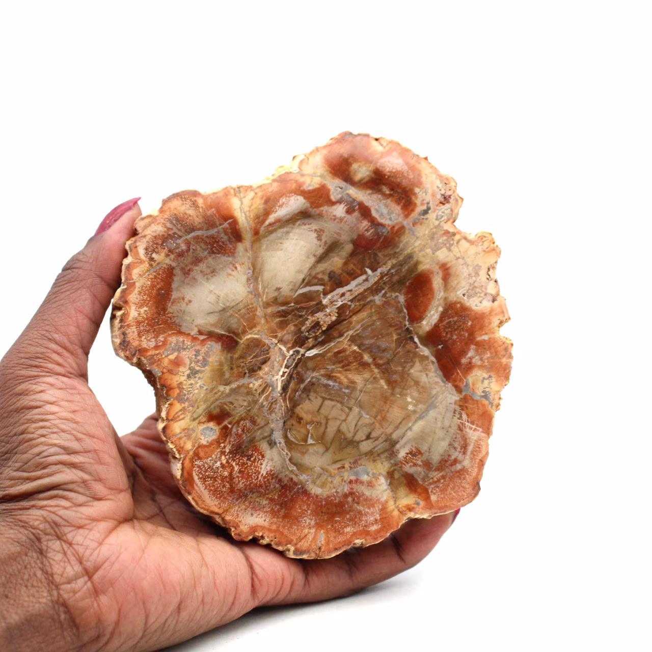 Bois fossilisé naturel