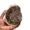 Bois silicifié polis de madagascar - 0