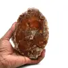 Bois fossilisé polis de madagascar - 0