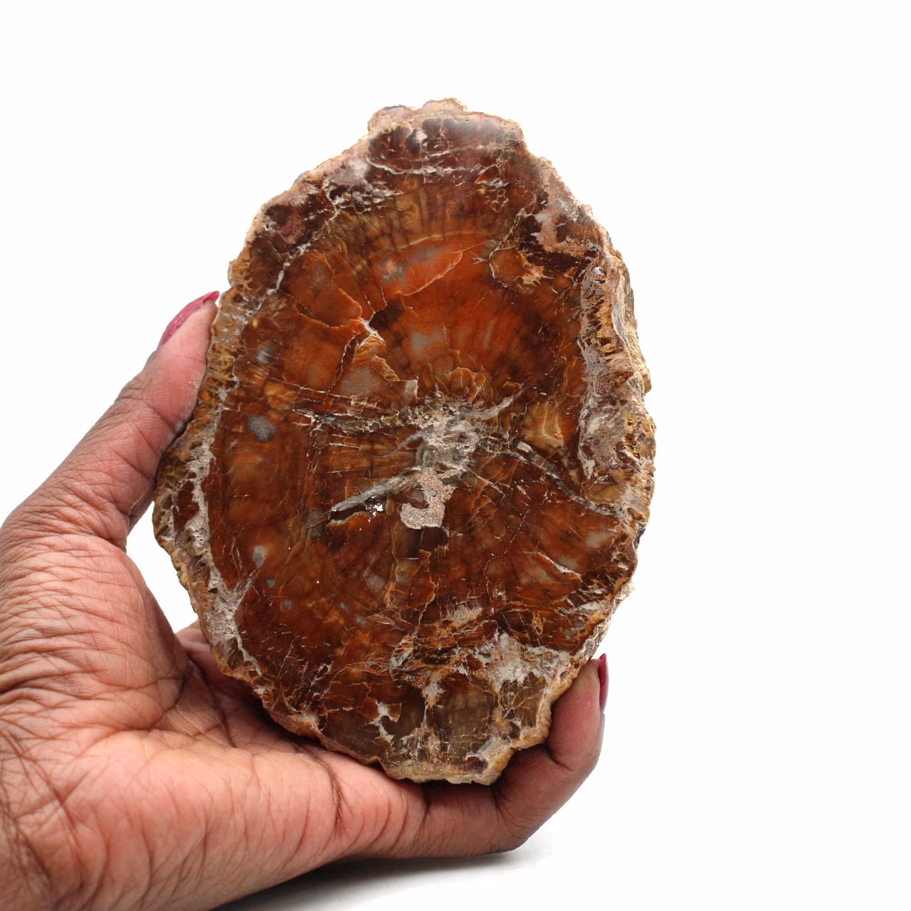 Bois fossilisé polis de madagascar