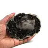 Tranche de bois fossilisé de madagascar - 0