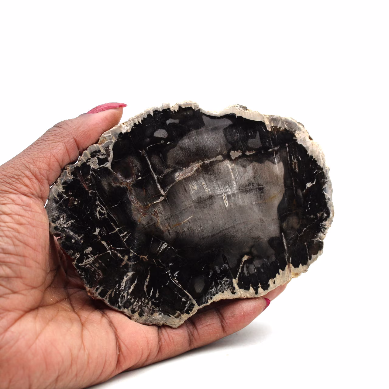 Tranche de bois fossilisé de madagascar