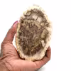 Bois pétrifié de madagascar