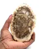 Bois pétrifié de madagascar - 0