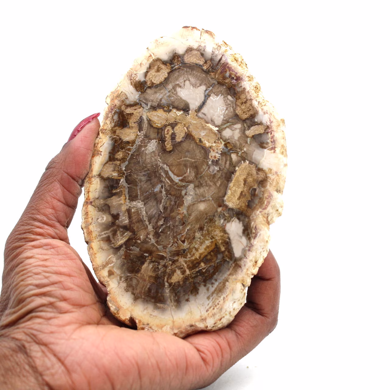 Bois pétrifié de madagascar