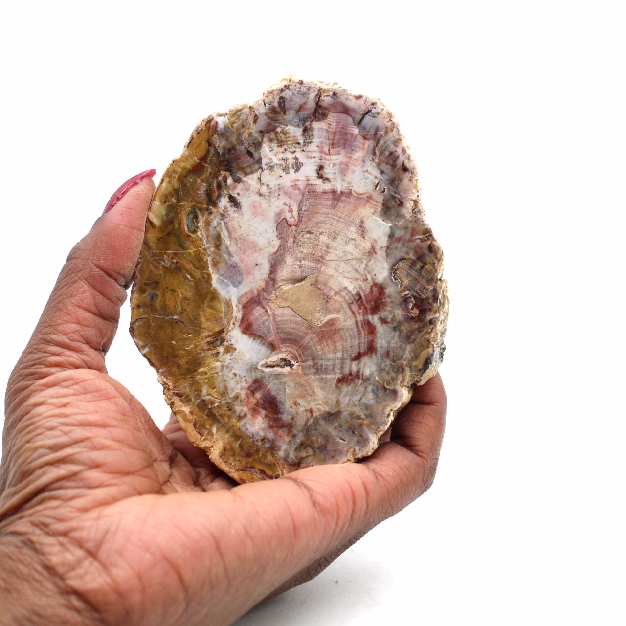 Tranche de bois fossilisé naturel