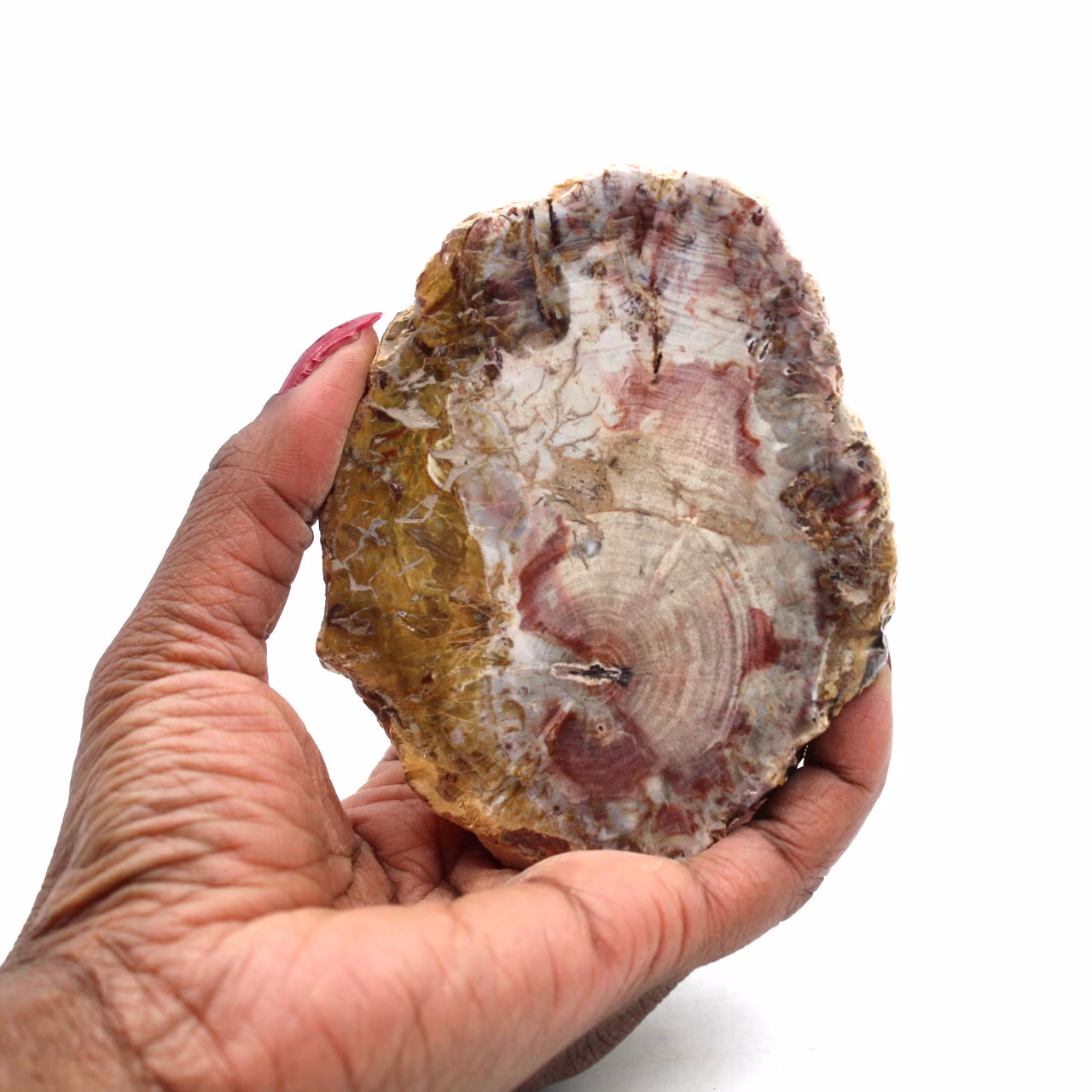 Bois silicifié naturel