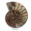 Ammonite polie de Madagascar - 0