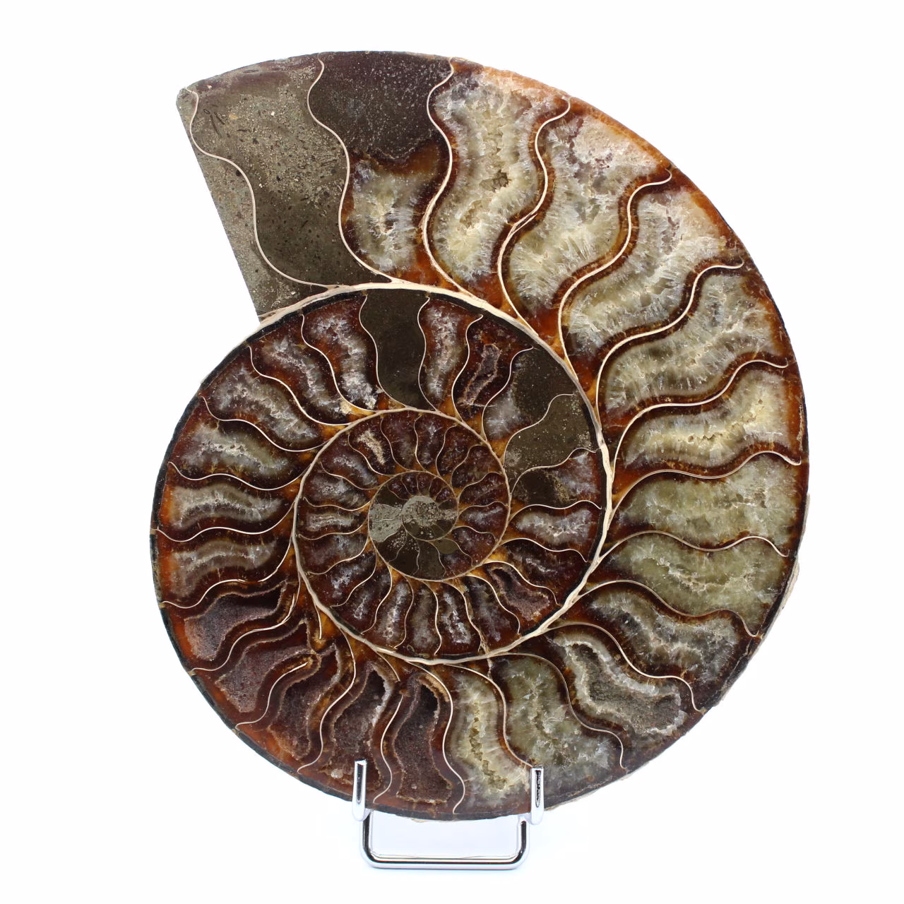 Ammonite polie de Madagascar