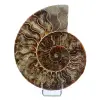 Fossile d'ammonite poli - 0