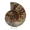Ammonite naturelle de madagascar - 0