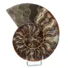 Ammonite naturelle fossile - 0