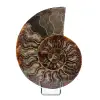 Ammonite fossile de Madagascar - 0