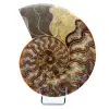 Ammonite naturelle polie fossile - 0