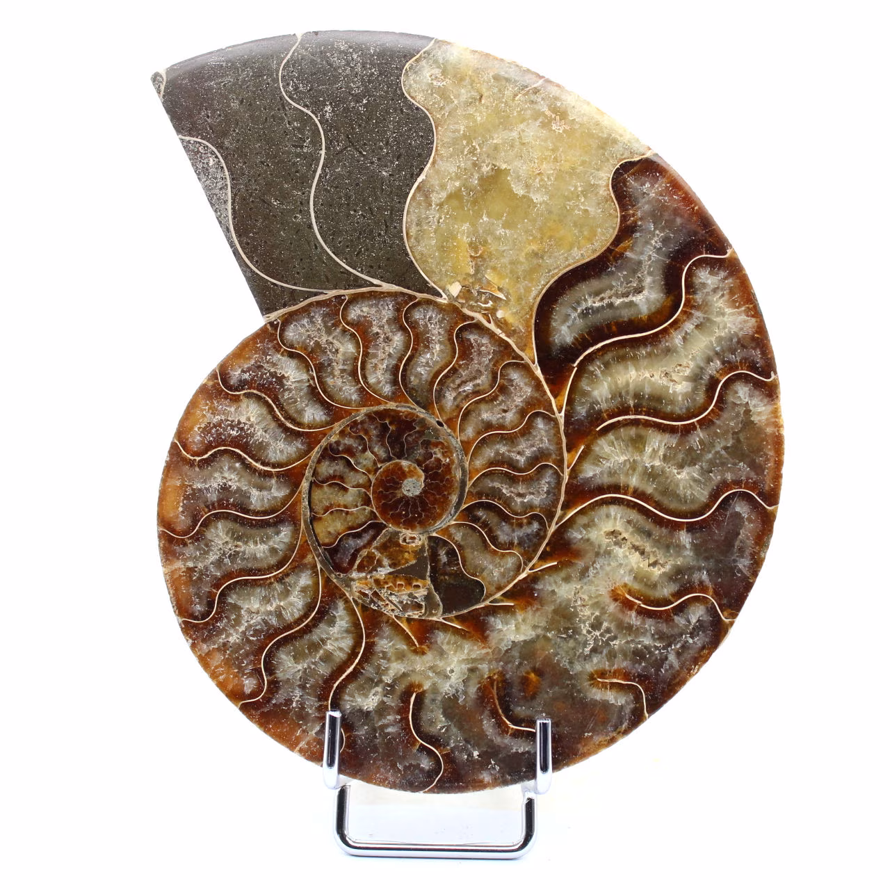 Ammonite naturelle polie fossile