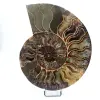 Ammonite polie de Madagascar - 0