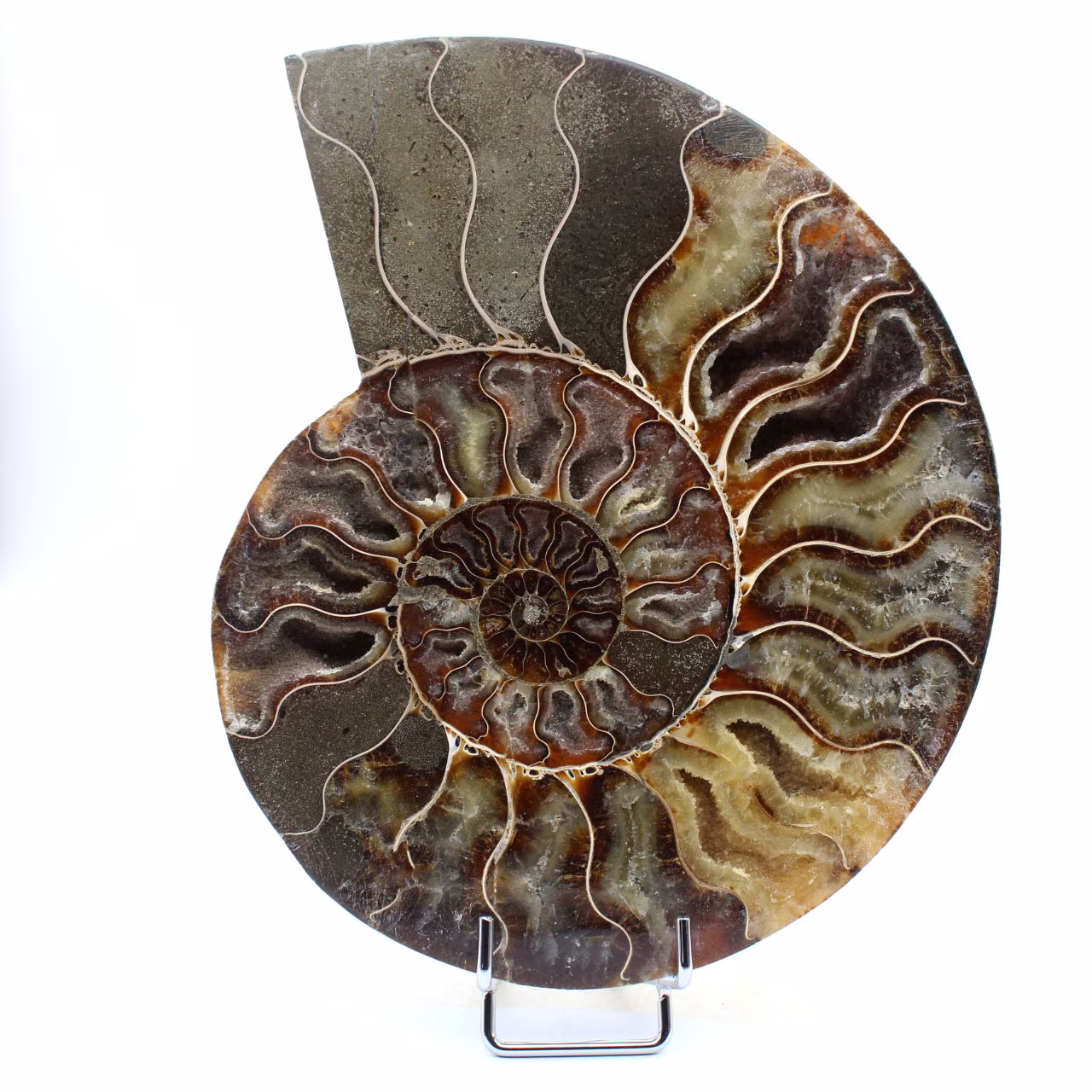 Ammonite polie de Madagascar