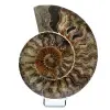 Ammonite naturelle fossile - 0