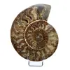 Ammonite fossile de Madagascar - 0