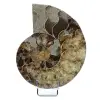 Ammonite de Madagascar - 0