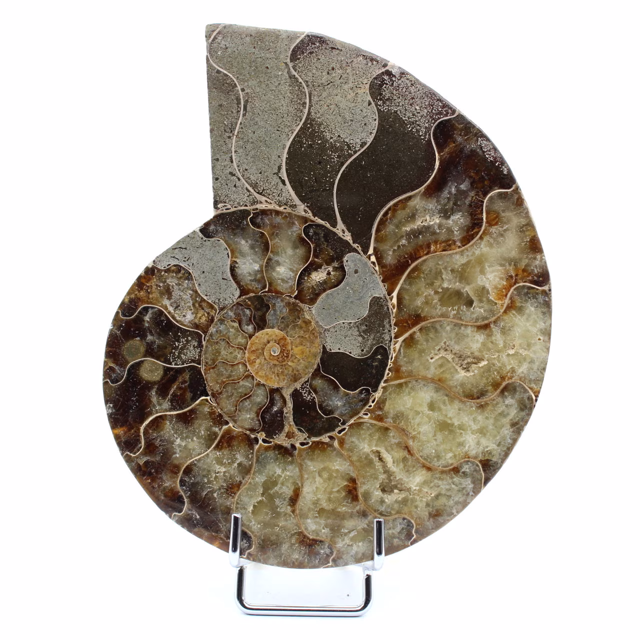Ammonite de Madagascar