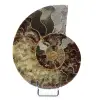 Fossile d'ammonite une pièce - 0
