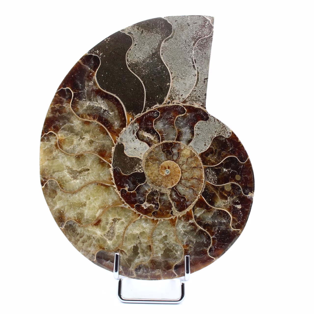 Fossile d'ammonite une pièce